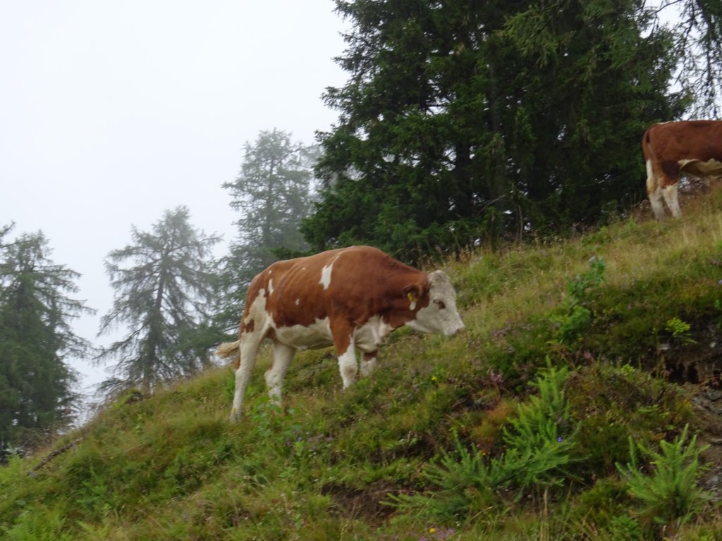 reisskofel17.jpg