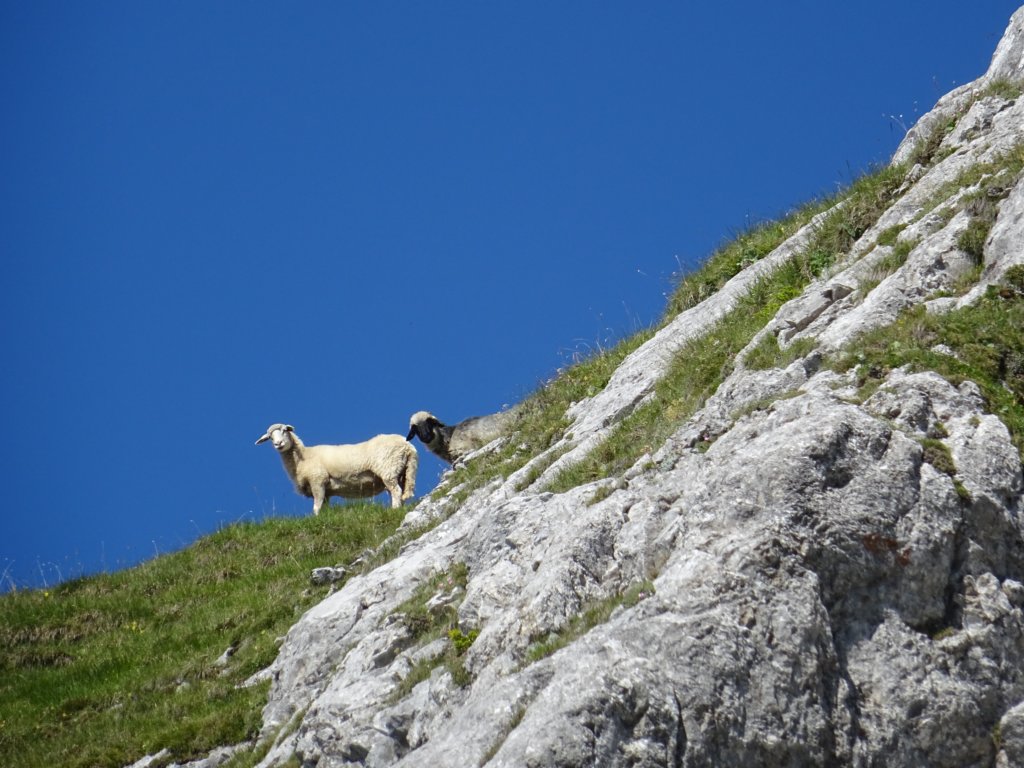 reisskofel201928.jpg
