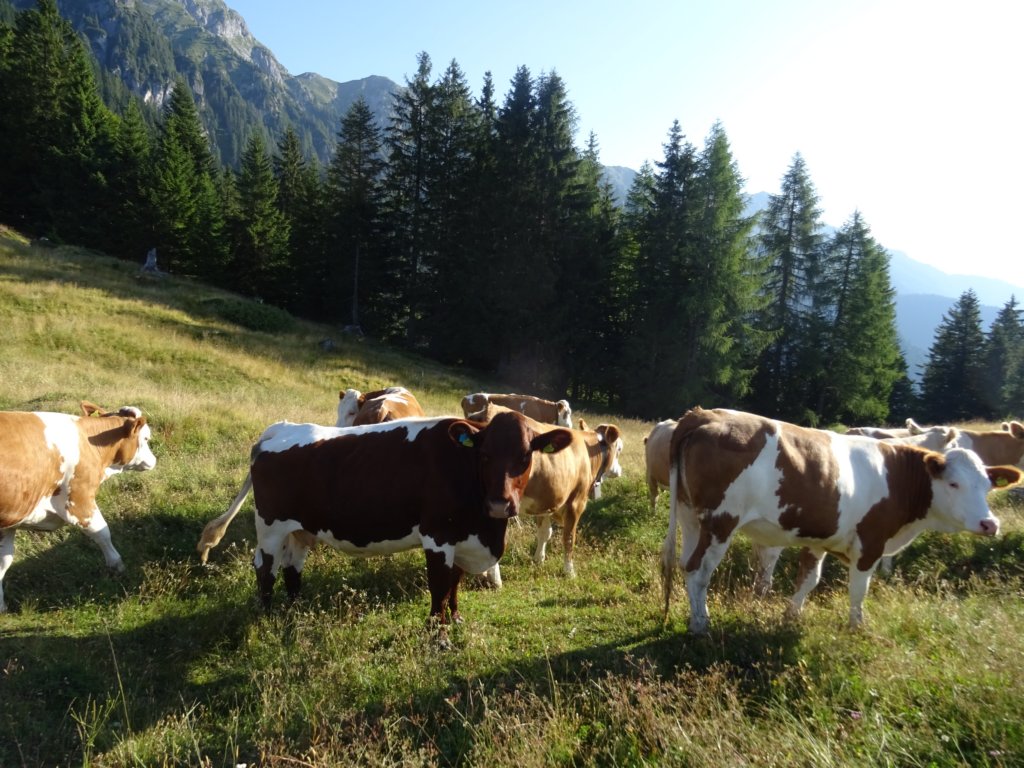 reisskofel20196.jpg