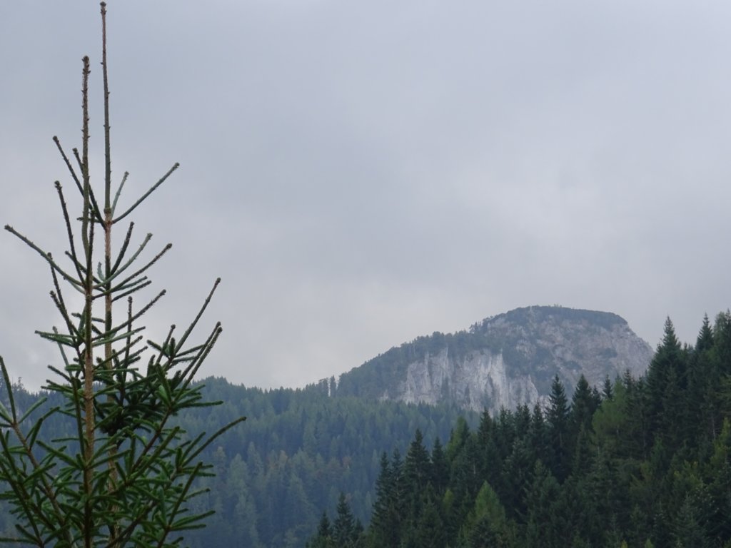 rjavca9.jpg