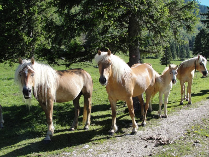 rzenik20121.jpg