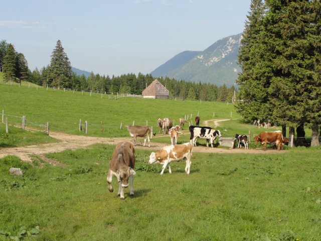 rzenik20131.jpg