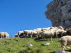 skala201242_small.jpg