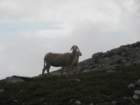 krlat201140_small.jpg