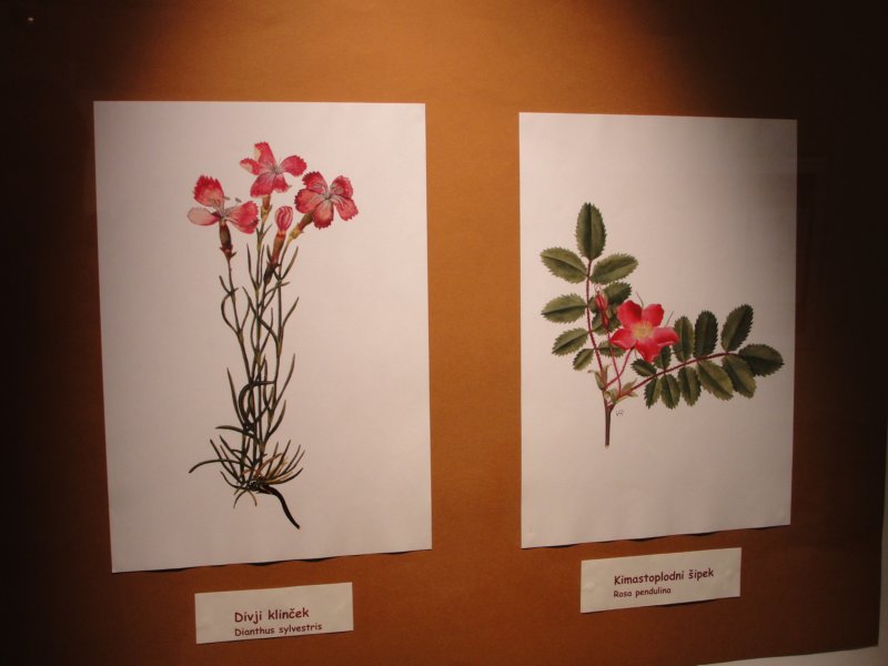 skupina20136.jpg