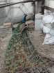 svana97_small.jpg