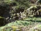 svjakob99_small.jpg