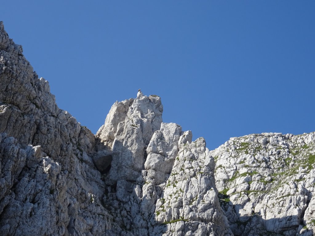 skutnikgriva19.jpg