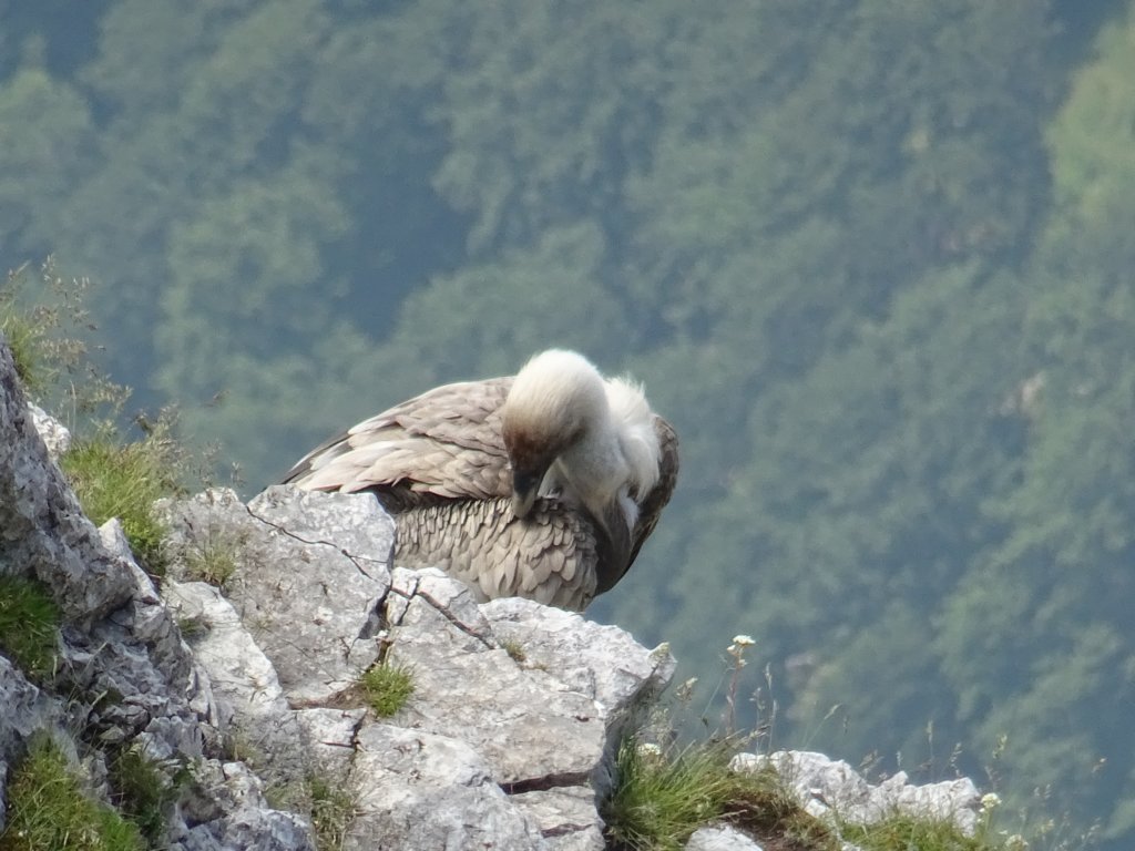 skutnikgriva59.jpg