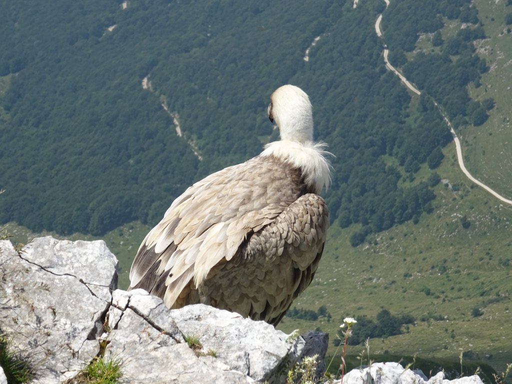 skutnikgriva69.jpg