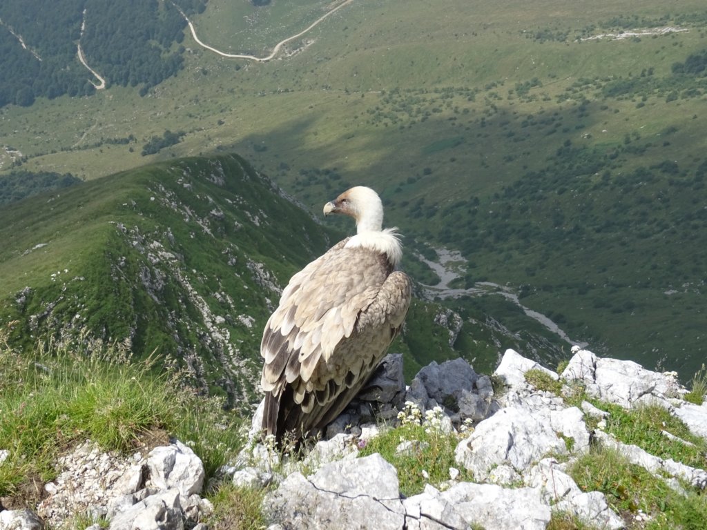 skutnikgriva71.jpg