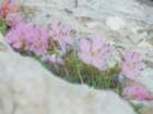 tolminskikuk16_small.jpg