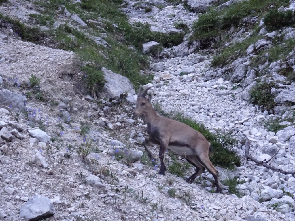 triglav25.jpg