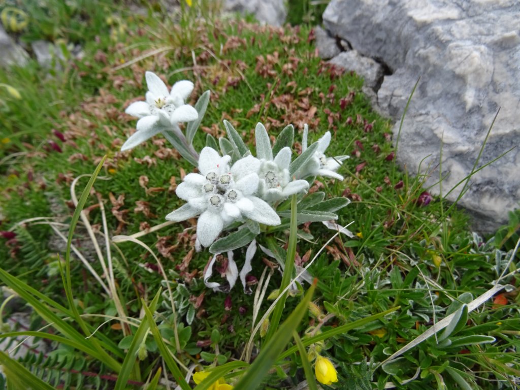 velikibabanskiskedenj39.jpg