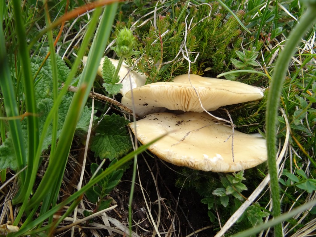 velikibabanskiskedenj50.jpg