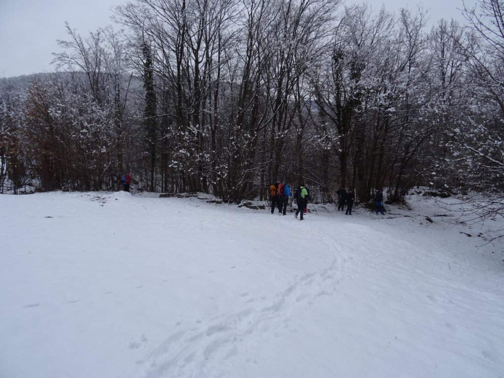 velikijavornik40.jpg