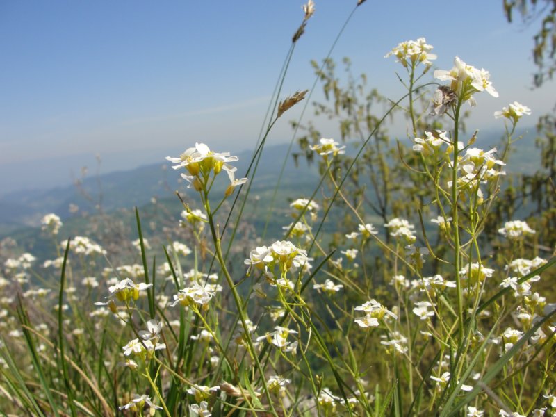 velikokozje44.jpg