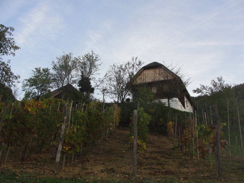 vinskagora6.jpg