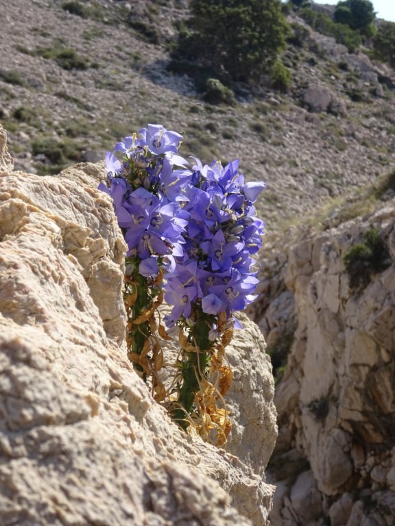 velavrenica60.jpg