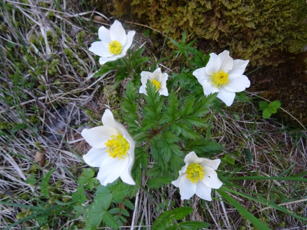 dolinabut10.jpg