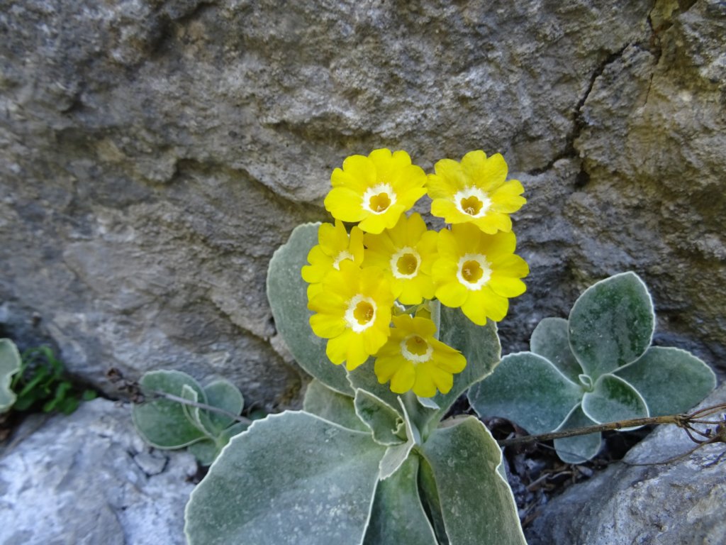 dolinabut35.jpg