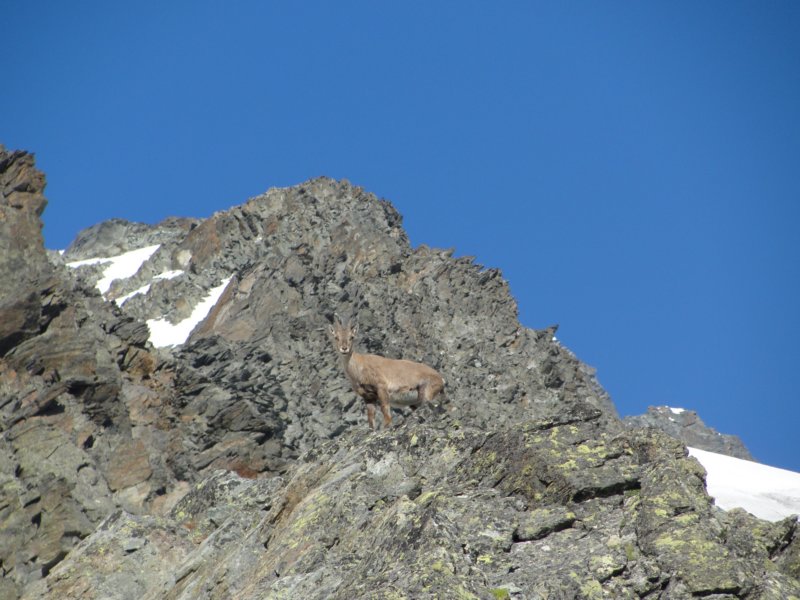 grossglockner066.jpg