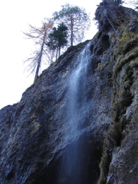 jerebikovec001.jpg