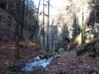 jerebikovec049_small.jpg