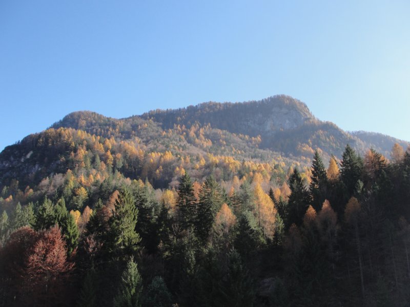 jerebikovec050.jpg