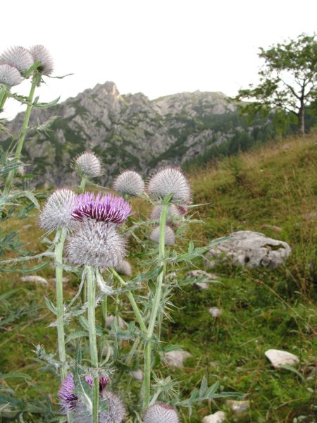 triglav002.jpg