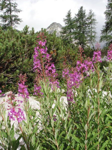 triglav004.jpg
