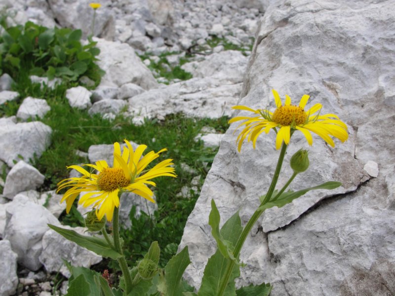 triglav006.jpg