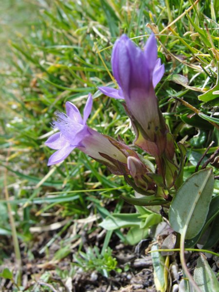 triglav007.jpg